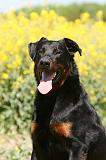 BEAUCERON 815